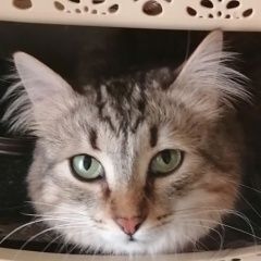 Подробнее об объявлении «Пропал кот поиски продолжаются Москва» Фото: пропала кошка  «Пропал кот поиски продолжаются Москва» в г. Москва