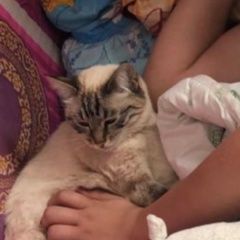 Подробнее об объявлении «Пропала кошка тайская кошка /щелково Королев» Фото: пропала кошка Тайская кошка «Пропала кошка тайская кошка /щелково Королев» в г. Королев