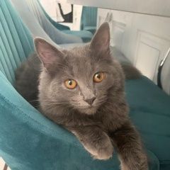 Подробнее об объявлении «Москва Пропала кошка русская голубая..» Фото: пропала кошка Русская голубая «Москва Пропала кошка русская голубая..» в г. Москва