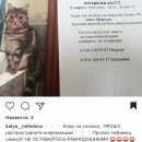 Подробнее об объявлении «Пропал кот любимец семьи  Краснодар» Фото: пропала кошка  «Пропал кот любимец семьи  Краснодар» в г. Краснодар