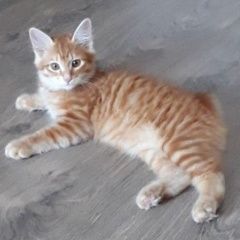 Подробнее об объявлении «Волгоград Пропал котёнок» Фото: пропала кошка Курильский бобтейл «Волгоград Пропал котёнок» в г. Волгоград