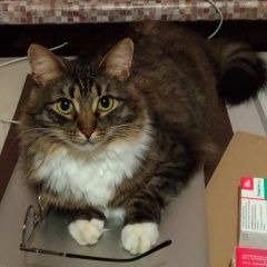 Подробнее об объявлении «Пропала кошка южное измайлово, рыся Москва» Фото: пропала кошка Сибирская «Пропала кошка южное измайлово, рыся Москва» в г. Москва