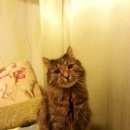 Подробнее об объявлении «Пропал кот Мелеуз» Фото: пропала кошка  «Пропал кот Мелеуз» в г. Мелеуз