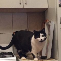 Подробнее об объявлении «Пропала кошка Химки» Фото: пропала кошка  «Пропала кошка Химки» в г. Химки