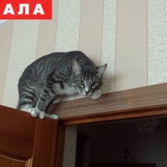 Подробнее об объявлении «Пропал кот Троицк» Фото: пропала кошка  «Пропал кот Троицк» в г. Троицк