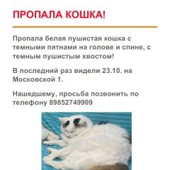 Подробнее об объявлении «Пропала кошка, 115 квартал Люберцы» Фото: пропала кошка  «Пропала кошка, 115 квартал Люберцы» в г. Люберцы