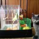 Подробнее об объявлении «Москва Пропал кот, британец (серый)» Фото: пропала кошка Британская короткошерстная «Москва Пропал кот, британец (серый)» в г. Москва