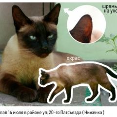 Подробнее об объявлении «Липецк Пропал кот, ( ниженка )» Фото: пропала кошка Сиамская «Липецк Пропал кот, ( ниженка )» в г. Липецк