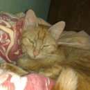 Подробнее об объявлении «Пропала кошка Томск» Фото: пропала кошка  «Пропала кошка Томск» в г. Томск