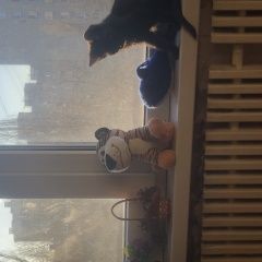 Подробнее об объявлении «Воронеж Пропал кот» Фото: пропала кошка  «Воронеж Пропал кот» в г. Воронеж