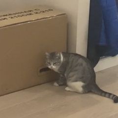 Подробнее об объявлении «Пропала кошка серая, чистая, ухоженная Новороссийск» Фото: пропала кошка  «Пропала кошка серая, чистая, ухоженная...» в г. Новороссийск