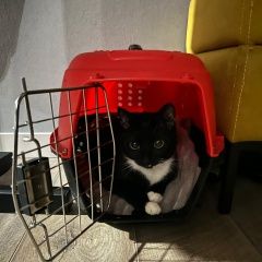 Подробнее об объявлении «Пропала кошка Балашиха» Фото: пропала кошка  «Пропала кошка Балашиха» в г. Балашиха