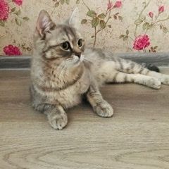 Подробнее об объявлении «Пропала кошка, домашняя, стерилизованная Мытищи» Фото: пропала кошка  «Пропала кошка, домашняя, стерилизованная Мытищи» в г. Мытищи