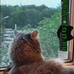 Подробнее об объявлении «Пропал кот серого цвета, 3.5 года, не кастрат. Салават» Фото: пропала кошка  «Пропал кот серого цвета, 3.5 года, не кастрат....» в г. Салават