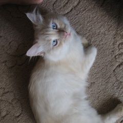 Подробнее об объявлении «Москва Пропал кот белый кот» Фото: пропала кошка Невская маскарадная «Москва Пропал кот белый кот» в г. Москва