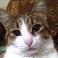 Подробнее об объявлении «Пенза Пропал кот» Фото: пропала кошка  «Пенза Пропал кот» в г. Пенза