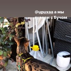 Подробнее об объявлении «Железнодорожный (Московск.) Пропала кошка» Фото: пропала кошка Бенгальская «Железнодорожный (Московск.) Пропала кошка» в г. Железнодорожный (Московск.)