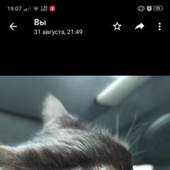 Подробнее об объявлении «Пропала кошка черная кошка 7лет Москва» Фото: пропала кошка  «Пропала кошка черная кошка 7лет Москва» в г. Москва