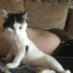 Подробнее об объявлении «Пропала кошка Астрахань» Фото: пропала кошка  «Пропала кошка Астрахань» в г. Астрахань