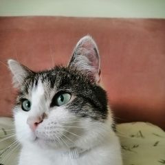Подробнее об объявлении «Белгород Пропала кошка» Фото: пропала кошка  «Белгород Пропала кошка» в г. Белгород