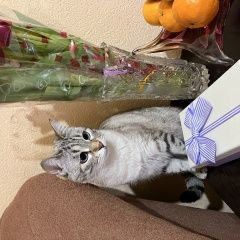 Подробнее об объявлении «Пропала кошка Армавир» Фото: пропала кошка  «Пропала кошка Армавир» в г. Армавир