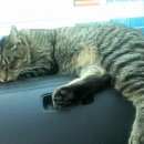 Подробнее об объявлении «Сосновоборск (Красноярский край) Пропал кот 18.06.2017(18 июня 2017)» Фото: пропала кошка  «Сосновоборск (Красноярский край) Пропал кот...» в г. Сосновоборск (Красноярский край)