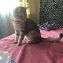 Подробнее об объявлении «Пропала кошка Воскресенск» Фото: пропала кошка  «Пропала кошка Воскресенск» в г. Воскресенск