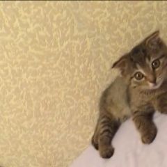 Подробнее об объявлении «Саратов Пропала кошка котёнок» Фото: пропала кошка  «Саратов Пропала кошка котёнок» в г. Саратов