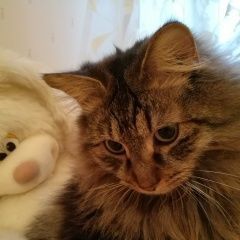 Подробнее об объявлении «Нижний Новгород Пропал кот курильский бобтейл без хвоста» Фото: пропала кошка Курильский бобтейл «Нижний Новгород Пропал кот курильский бобтейл...» в г. Нижний Новгород