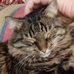 Подробнее об объявлении «Пропал кот Голицыно (Московская обл.)» Фото: пропала кошка  «Пропал кот Голицыно (Московская обл.)» в г. Голицыно (Московская обл.)