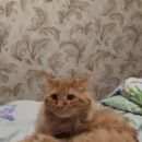 Подробнее об объявлении «Нижний Новгород Пропал кот курильский бобтейл рыжего окраса» Фото: пропала кошка Курильский бобтейл «Нижний Новгород Пропал кот курильский бобтейл...» в г. Нижний Новгород