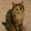 Подробнее об объявлении «Пропала кошка Верхний Услон» Фото: пропала кошка  «Пропала кошка Верхний Услон» в г. Верхний Услон