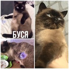 Подробнее об объявлении «Пропала кошка Мариуполь» Фото: пропала кошка Скоттиш страйт (шотландская прямоухая) «Пропала кошка Мариуполь» в г. Мариуполь