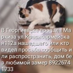 Подробнее об объявлении «Пропала кошка маркиза георгевск Георгиевск» Фото: пропала кошка  «Пропала кошка маркиза георгевск Георгиевск» в г. Георгиевск