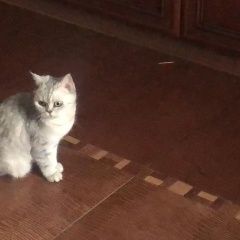 Подробнее об объявлении «Пропал кот Можайск» Фото: пропала кошка Британская короткошерстная «Пропал кот Можайск» в г. Можайск