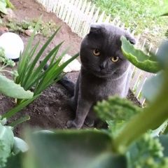 Подробнее об объявлении «Пропал кот д. шиколово Можайск» Фото: пропала кошка Британская короткошерстная кошка «Пропал кот д. шиколово Можайск» в г. Можайск