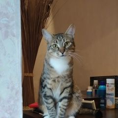 Подробнее об объявлении «Липецк Пропал кот» Фото: пропала кошка  «Липецк Пропал кот» в г. Липецк