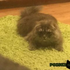 Подробнее об объявлении «Пропал кот кошка боится улицы с ошейником колокольч Москва» Фото: пропала кошка  «Пропал кот кошка боится улицы с ошейником...» в г. Москва