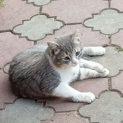 Подробнее об объявлении «Киржач Пропал кот» Фото: пропала кошка  «Киржач Пропал кот» в г. Киржач