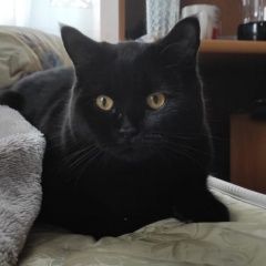 Подробнее об объявлении «Москва Пропал кот черный кот британец» Фото: пропала кошка Британская короткошерстная «Москва Пропал кот черный кот британец» в г. Москва
