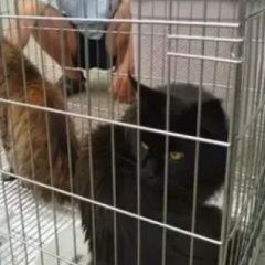 Подробнее об объявлении «Пропал кот Каневская» Фото: пропала кошка Мейн-кун «Пропал кот Каневская» в г. Каневская