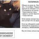 Подробнее об объявлении «Пропал кот черный кот Кемерово» Фото: пропала кошка  «Пропал кот черный кот Кемерово» в г. Кемерово