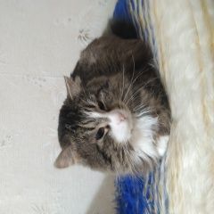 Подробнее об объявлении «Луга Пропал кот» Фото: пропала кошка  «Луга Пропал кот» в г. Луга