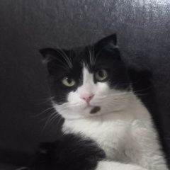 Подробнее об объявлении «Пропал кот Шахты» Фото: пропала кошка  «Пропал кот Шахты» в г. Шахты