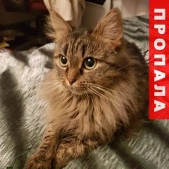 Подробнее об объявлении «Пропала кошка Москва» Фото: пропала кошка  «Пропала кошка Москва» в г. Москва