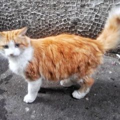 Подробнее об объявлении «Пропала кошка Рязань» Фото: пропала кошка  «Пропала кошка Рязань» в г. Рязань