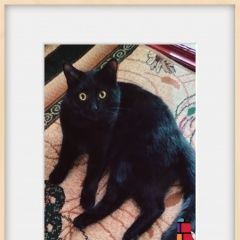 ����: ������� �����  ������� ��� ����. ��������� � �. ���������