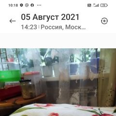 Подробнее об объявлении «Москва Пропала кошка.» Фото: пропала кошка  «Москва Пропала кошка.» в г. Москва