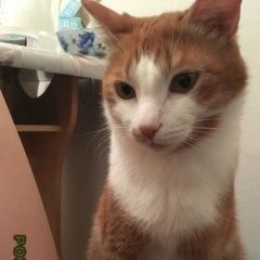 Подробнее об объявлении «Сосновоборск (Красноярский край) Пропал кот» Фото: пропала кошка  «Сосновоборск (Красноярский край) Пропал кот» в г. Сосновоборск (Красноярский край)