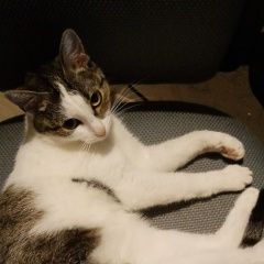 Подробнее об объявлении «Видное Пропала кошка жк зеленые аллеи» Фото: пропала кошка  «Видное Пропала кошка жк зеленые аллеи» в г. Видное